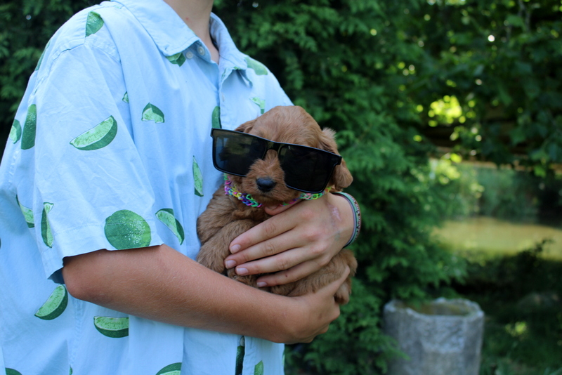 puppy, for, sale, Mini  Goldendoodle, Matthew B. Stoltzfus, dog, breeder, Gap, PA, dog-breeder, puppy-for-sale, forsale, nearby, find, puppyfind, locator, puppylocator, aca